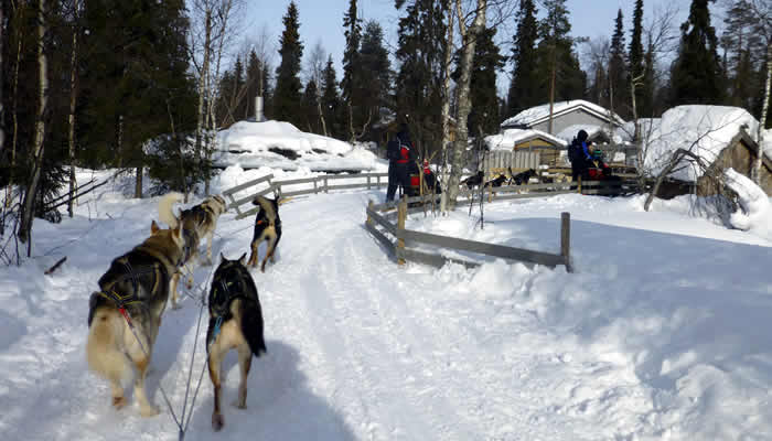 Huskie safarie in Lapland
